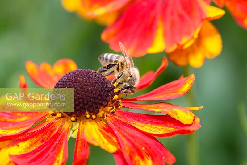 UK honey bee - apis mellifera, feeding on heleniums 'Sahins Early Flowerer'