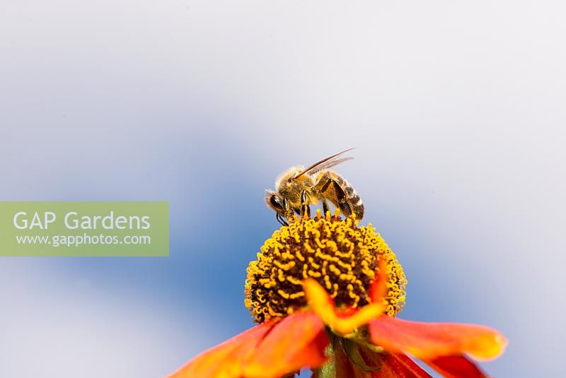 UK honey bee - apis mellifera, feeding on heleniums 'Sahins Early Flowerer'
