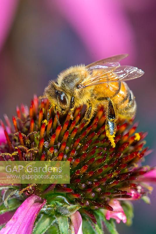 UK honey bee - apis mellifera, feeding on Echinacea purpurea 'Lustre Hybrids' 