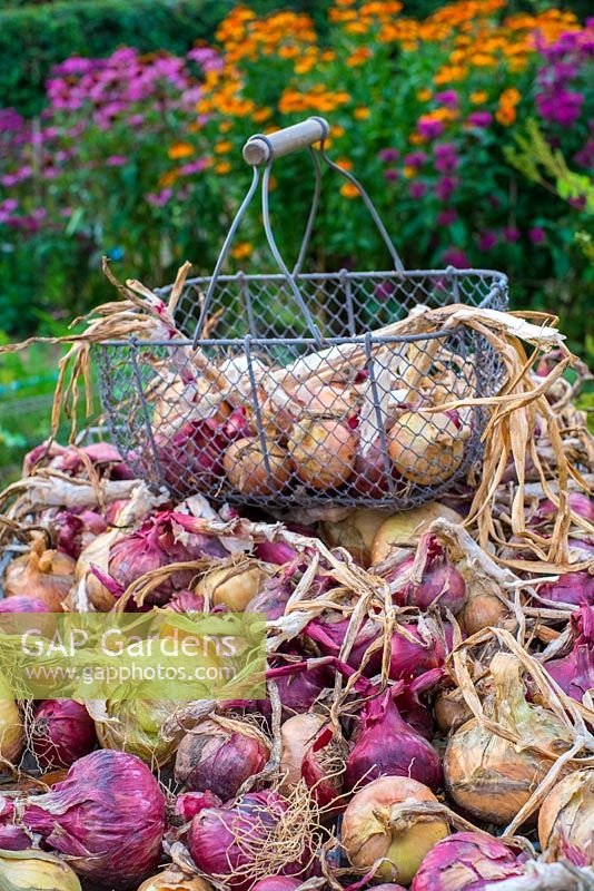 Selection of garden produce, garlic - 'Cristo', Onion 'Red Baron', Onion 'Stuttgarter' and Shallot 'Red Sun'.

