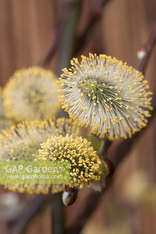 Salix caprea 'Kilmarnock' catkins - kilmarnock willow


