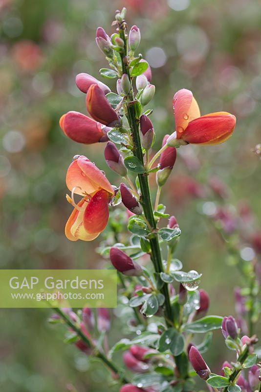 Cytisus 'Lena' - broom with aphids