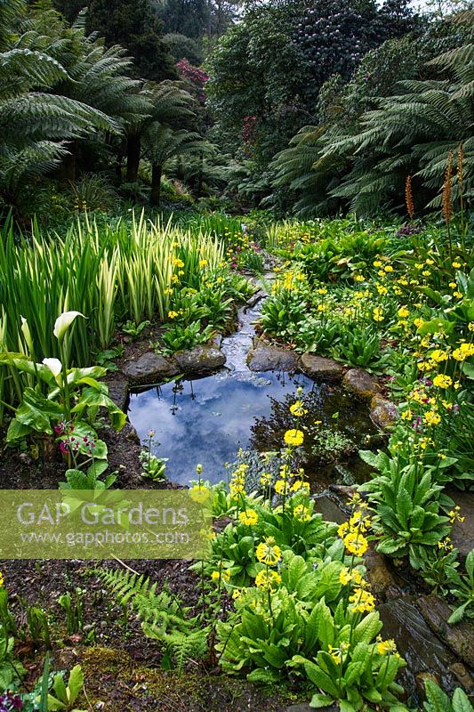 The water gardens at Trebah Garden, Cornwall