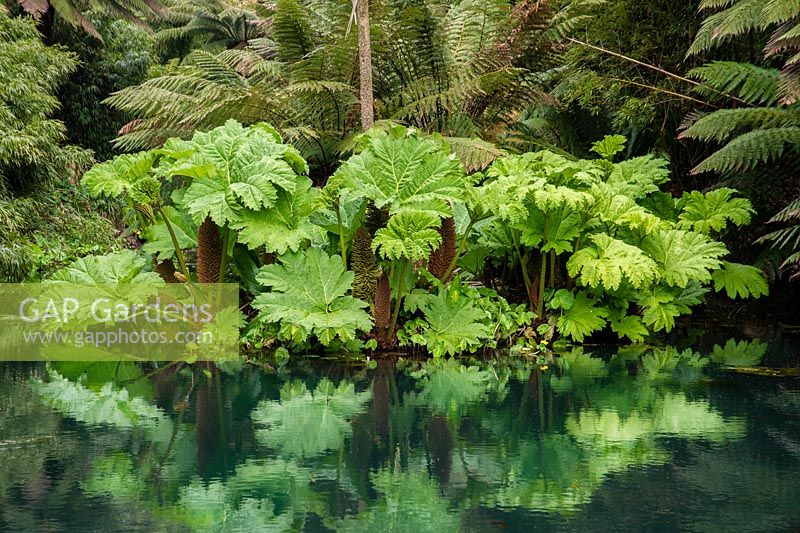 Gunnera maniculata and reflections in the Lost Jungle - The Lost Gardens of Heligan in Cornwall