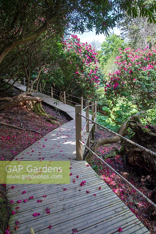 A boardwalk in spring - The Lost Gardens of Heligan in Cornwall
