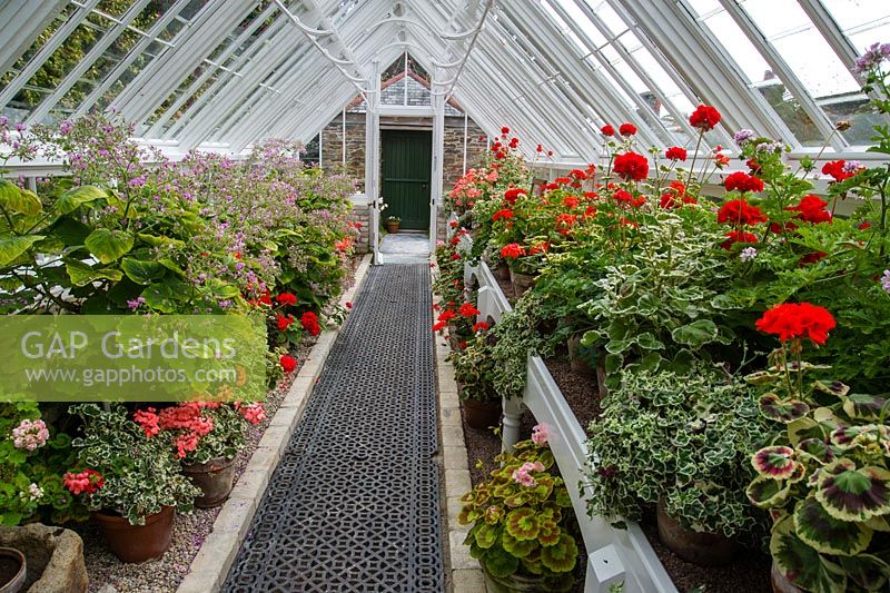 The glasshouse with Pelargonium flowers - The Lost Garden of Heligan, Cornwall