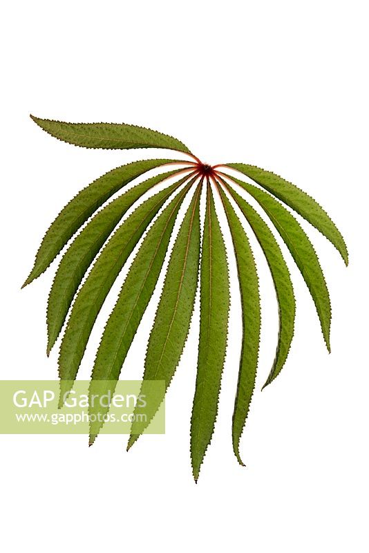 Begonia luxurians leaf