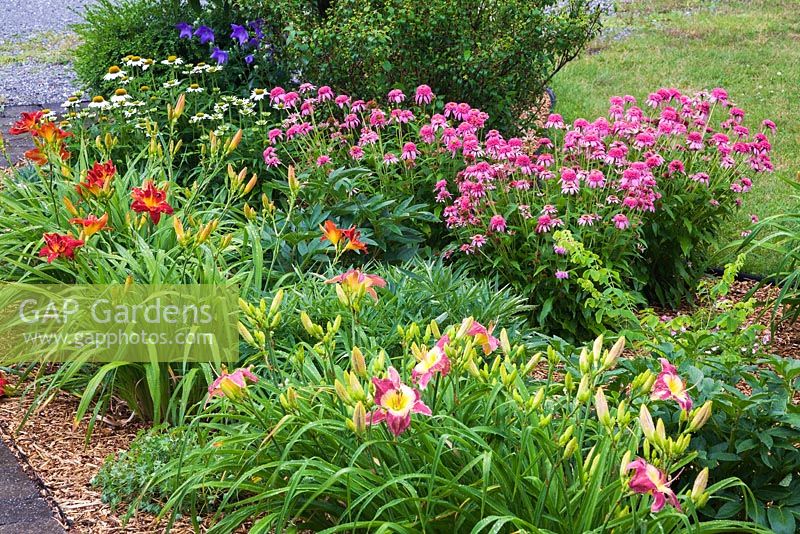 Mulch border with mauve and yellow Hemerocallis 'Malaysian Monarch', red Hemerocallis ' Anzac' - Daylilies, white Echinacea 'Purity' and 'Pink Double Delight' - Coneflowers in residential front yard garden in summer