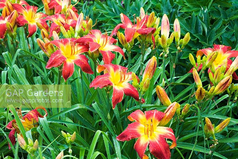 Hemerocallis 'All American Chief' - Daylily flowers in border in residential front yard garden in summer
