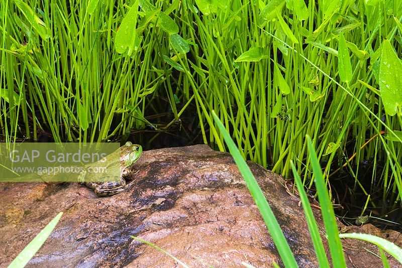Pond with Rana catesbeiana - American Bullfrog basking on a rock and Pontederia cordata - Pickerel Weed in summer