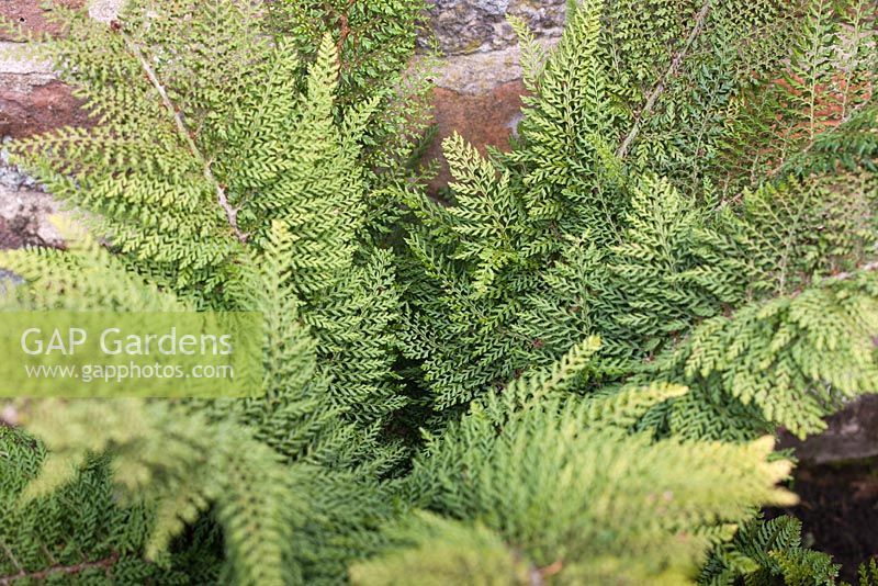 Polystichum setiferum 'Ray Smith' growing against brick wall - soft sheild fern