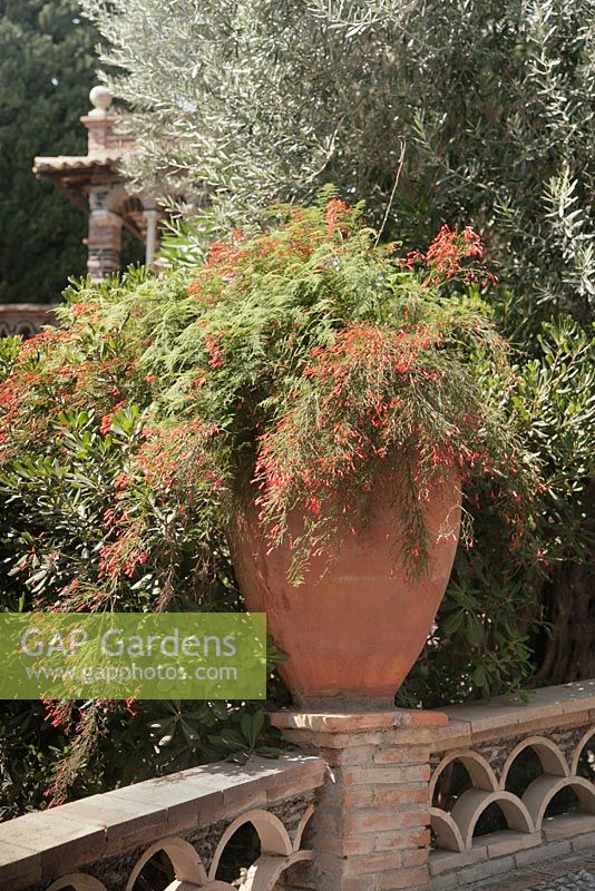 Large terracotta urn filled with russelia equisetifolia in mediterranean garden, Sicily, Italy
