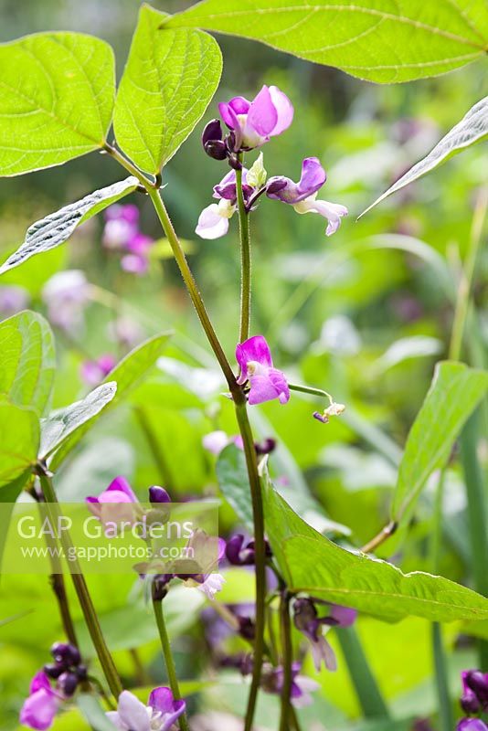 Phaseolus vulgaris 'Purple Queen' - Dwarf French beans