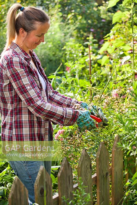 Woman cutting back a rose