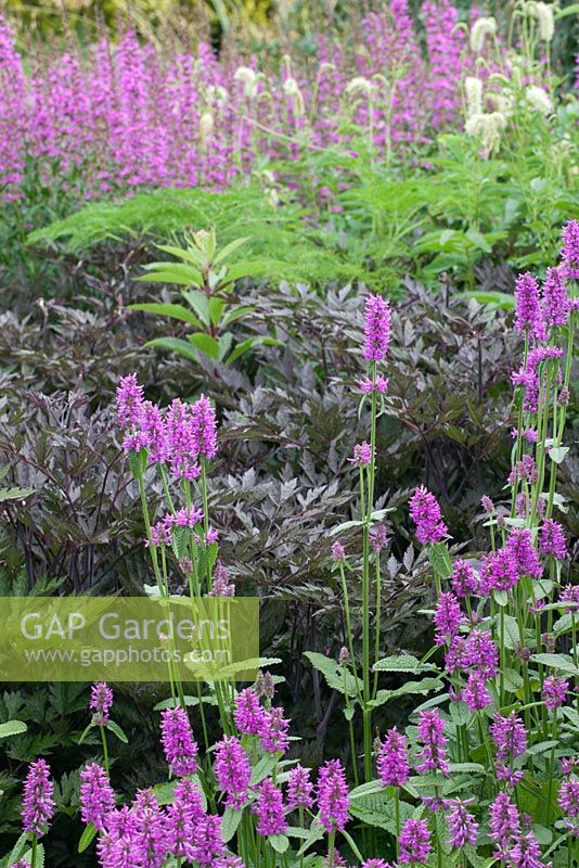 Stachys officinalis 'Hummelo', Lythrum salicaria and actaea. The Floral Labyrinth at Trentham Estate Gardens.
