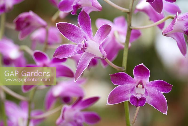 Dendrobium 'Berry Oda' - Bamboo orchid