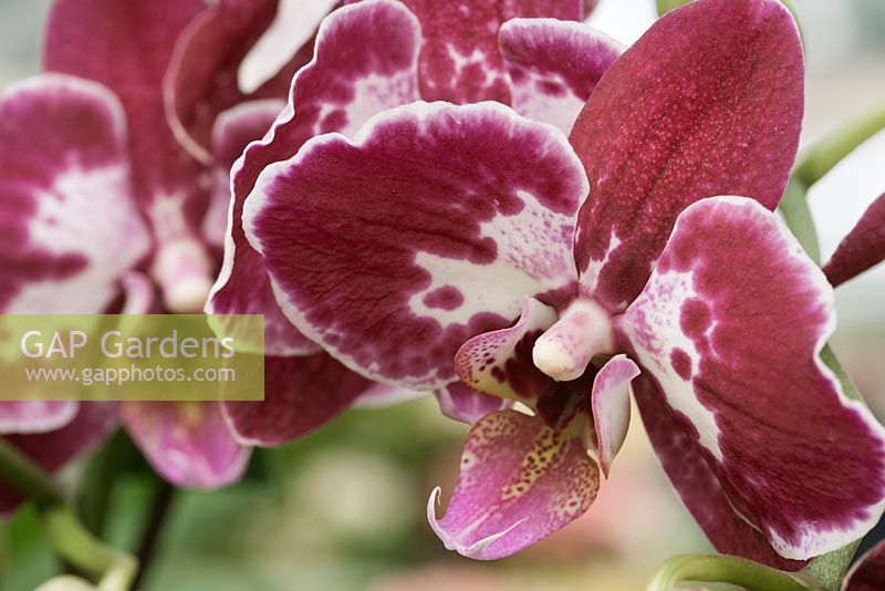 Phalaenopsis - moth orchid