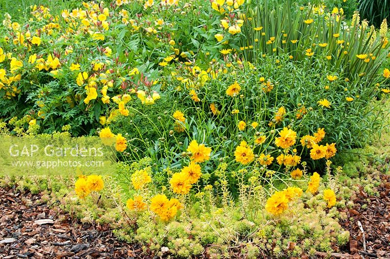 Yellow summer border with Coreopsis 'Early Sunrise', Sedum rupestre and Oenothera