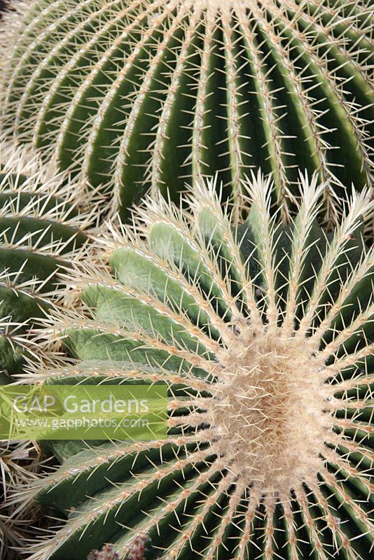 Echinocactus grusonii - golden barrel cactus