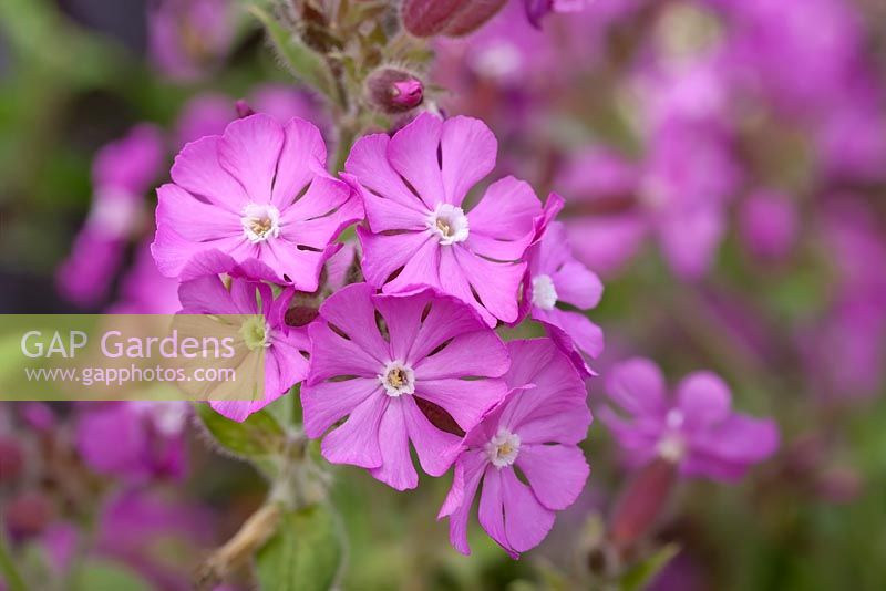 Silene dioica 'Rolly's Favourite' - campion