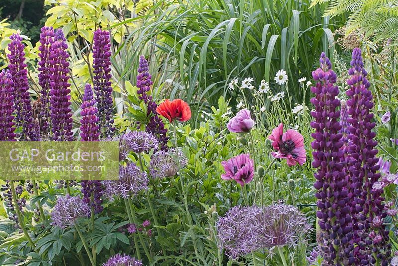 Papaver 'Patty's Plum', Lupinus 'Masterpiece' and Allium christophii in purple and white border with red oriental poppy