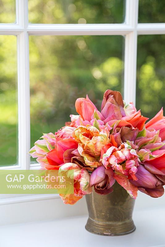 Bunch of Tulipa 'Malaika', 'Temple of Beauty', 'Floriosa' and 'Apricot Parrot' in a brass bucket on a windowsill