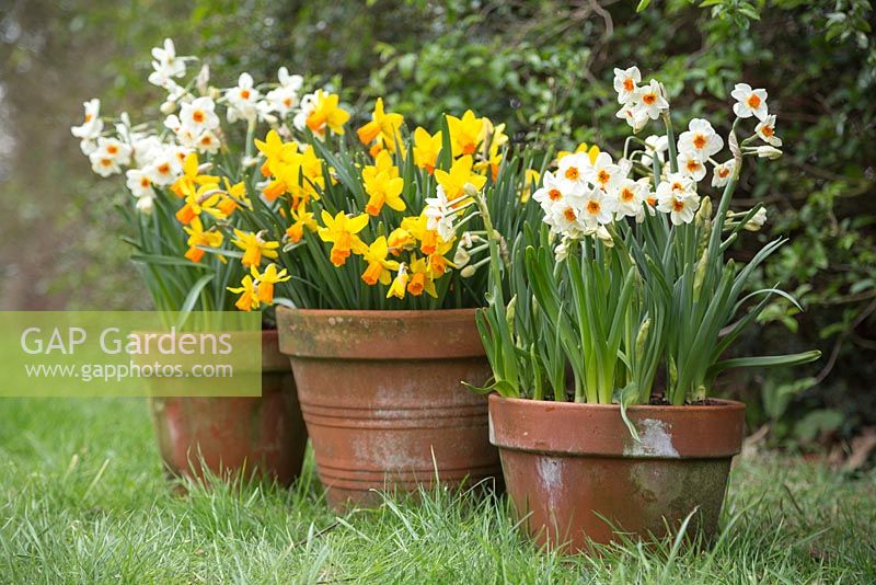 Terracotta containers with Narcissus 'Geranium' and 'Jetfire'