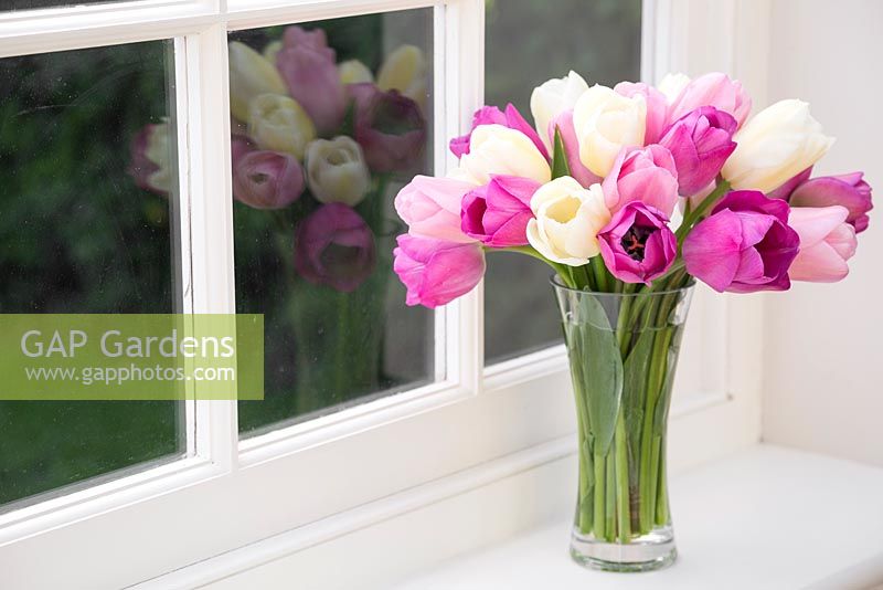 Tulipa 'Attila', 'Catherina' and 'Rosalie' in vase on windowsill
