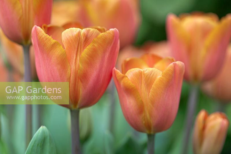 Tulipa 'Annie Schilder' 
