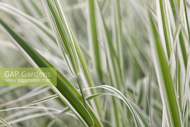 Glyceria aquatica 'Variegata' - manna grass