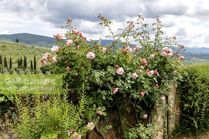 Villa Gamberaia, Settignano, Florence, Tuscany, Italy. Pink roses in the Formal Italianate garden