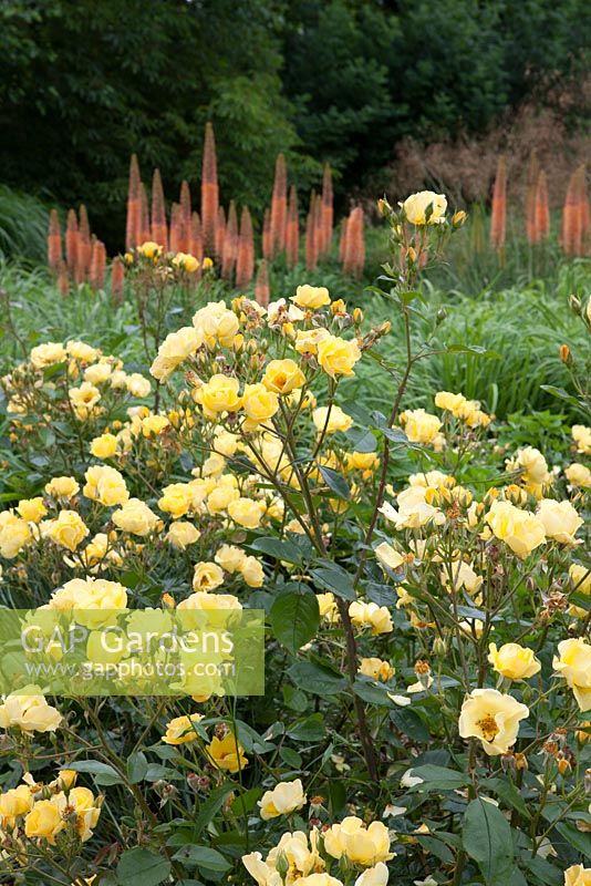 Rosa 'Yellow Fleurette', with orange foxtail lilies in background