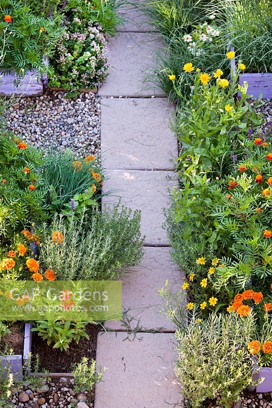 Paved path through kitchen garden with raised beds planted with vegetables and herbs. Origanum, marigold lavendula, chives, zinnias, savory, agastache.