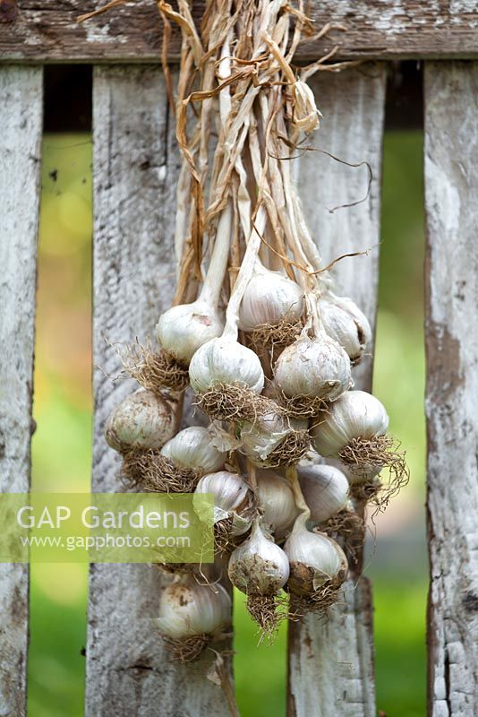 Garlic hang up to dry.