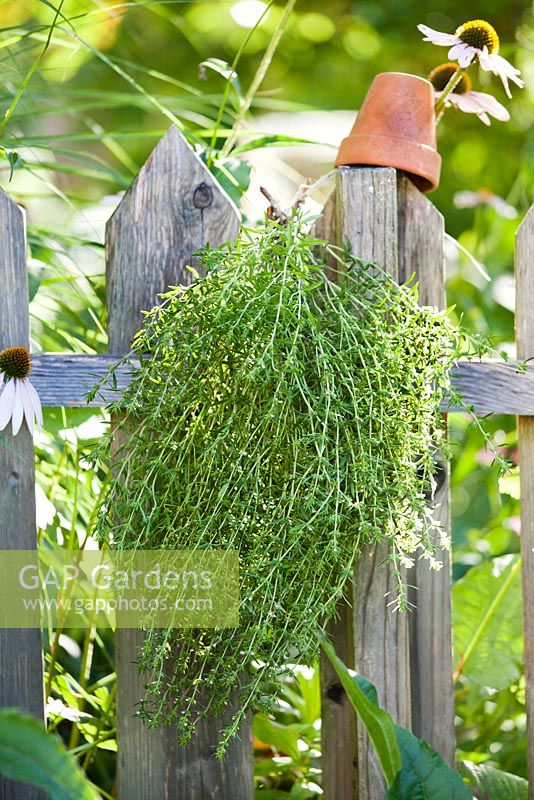 Harvested savory hanging on a wooden fence.