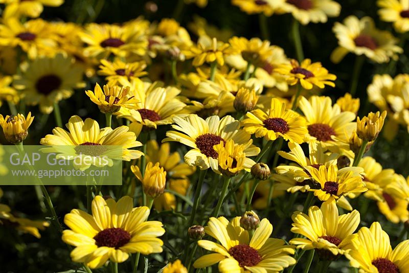 Argyranthemum 'Grandaisy Bright Yellow'