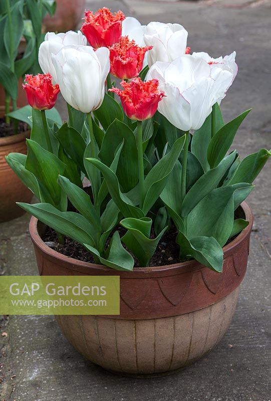 Potted tulips, Tulipa 'Diamond Jubilee' and Tulipa 'Joint Devision'