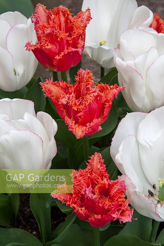 Mixed potted tulips, Tulipa 'Diamond Jubilee' and Tulipa 'Joint Devision'
