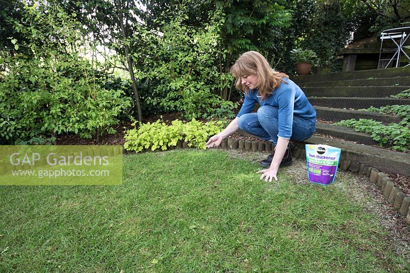 Lady spreading lawn seed, to thicken bare patches