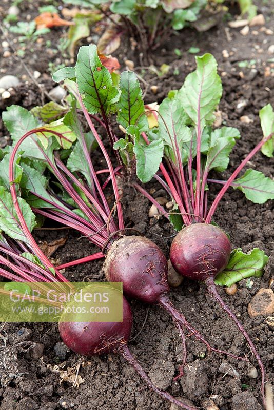 Beetroot 'Red Ace' F1 Hybrid, red beet