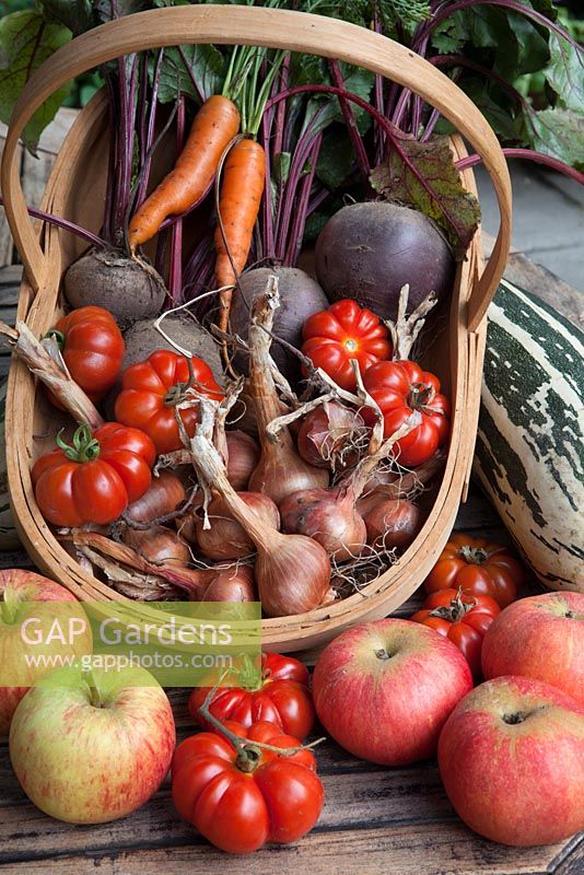 Harvest time, Tomato 'Costoluto Fiorentino', Marrow 'Safari', Beetroot 'Red Ace', shallots, apples 'James Grieve' and 'Discovery, in a trug