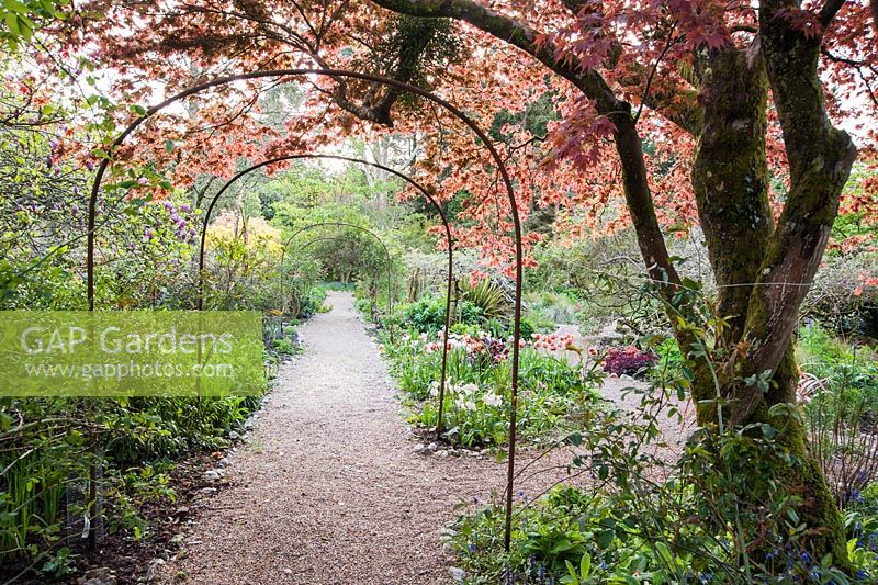 A metal pergola frames the central path through the Flower Garden below a spreading acer and above a mass of tulips. Enys Garden, St Gluvias, Penryn, Cornwall, UK