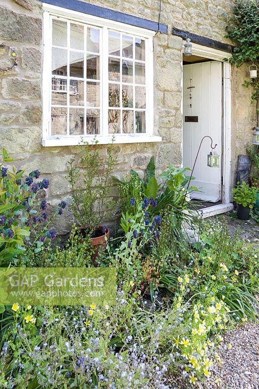 Brigit Strawbridge's rented cottage in historic Pump Yard, St James', its front door surrounded by insect friendly plants including Cerinthe major 'Purpurascens', honeywort, and Limanthes douglasii, the poached egg plant.