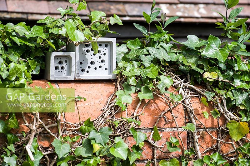 Bee bricks, for solitary bees to make their nests in, on a brick wall surrounded by ivy.