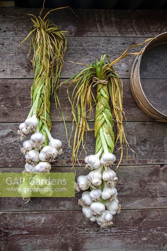 Braiding garlic bulbs for hanging. The finished braid hanging on garden shed 