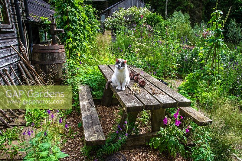 The cat relaxing on the garden furniture in the  potager, Nant Y Bedd, Abergavenny, South Wales
