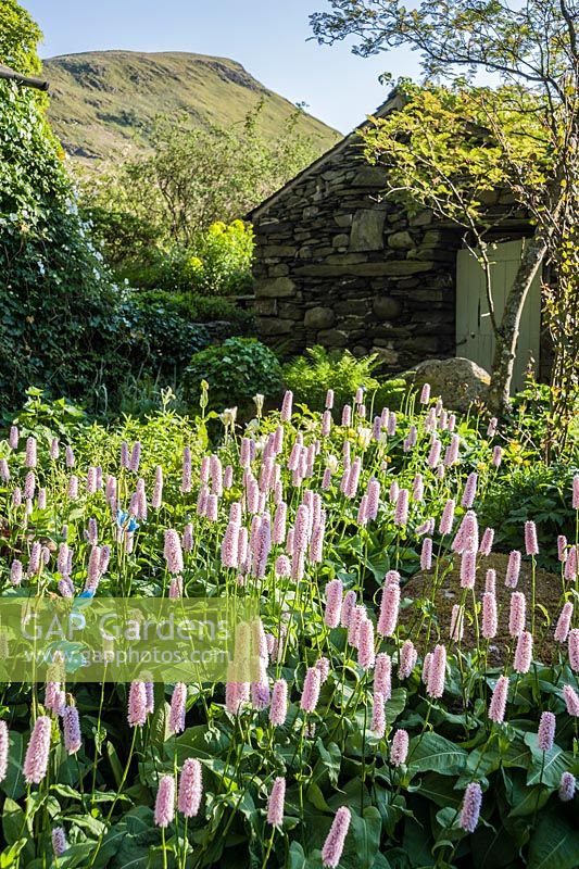 Persicaria bistorta 'Superba' and meconopsis with Souther Fell glimpsed between old farm buildings beyond.