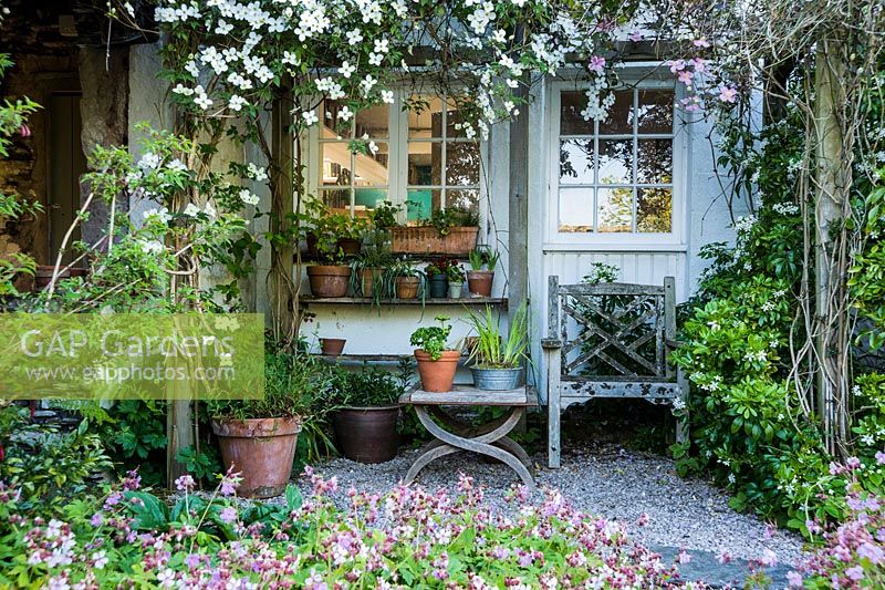 A sheltered seating area against the house shrouded with pink and white Clematis montana, and framed with Choisya ternata, hardy geraniums and pots of bulbs and primulas.