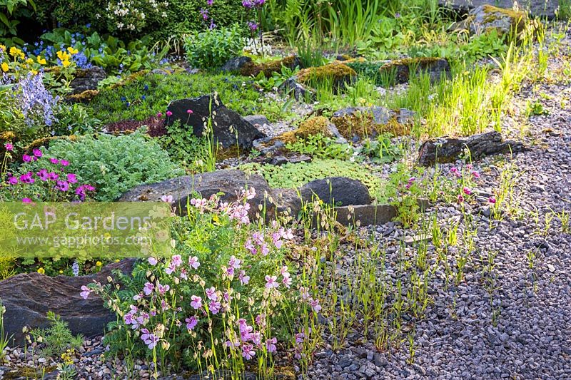 Rock garden including erodiums, omphalodes, briza and sedums.