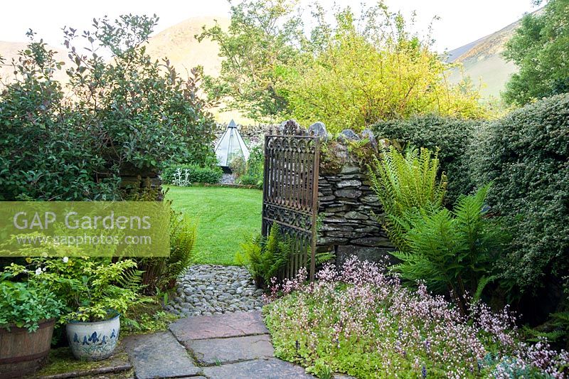 Terrace at back of house edged with London Pride, Saxifraga x urbium, ferns and containers opens to a grassed area through a gate in a stone wall.